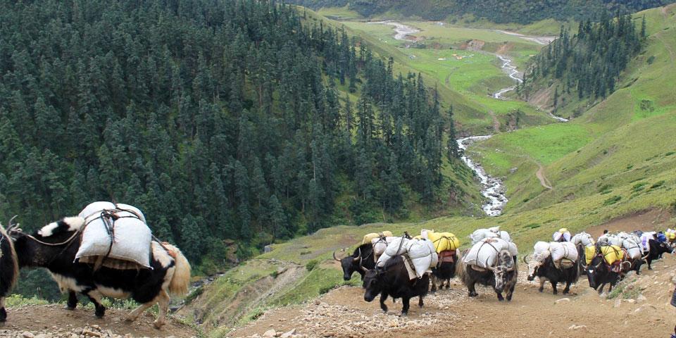 Saipal Base Camp Trek