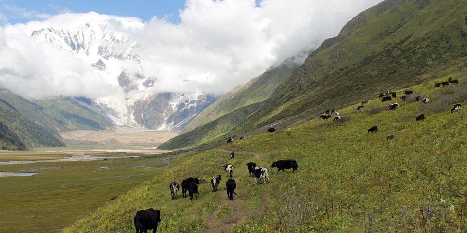 Saipal Base Camp Trek